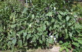 茄子の角型土のう袋栽培