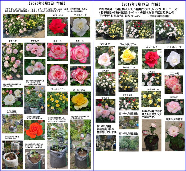 角型土のう袋・メッシュ栽培袋で2018年から3年で育てたたバラの花です。