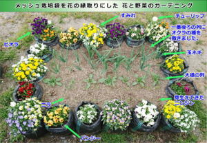 メッシュ栽培袋に花を植えた縁取りにして、花・野菜のガーデニングづくり