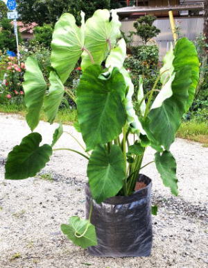 メッシュ栽培袋UV-B　里芋栽培（参考）